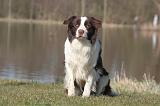 BORDER COLLIE 1442